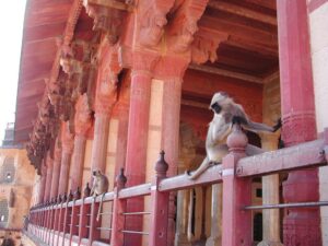 India-Tour-Gujarat-Rajasthan-Monkey