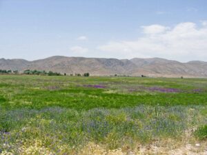 Iran-Tour-Persepolis-Pasargad-Bistoun-Isfahan-Shiraz-Shush-Isfahan-Hamadan-Fieldsat-Pasargad