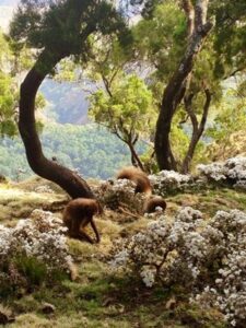 Simien mountains Ethiopia tour